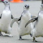 Среда обитания, питание и сохранение пингвина