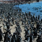 Описание и поведение пингвина