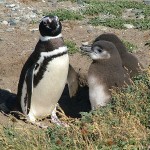Воспроизводство и распределение пингвина